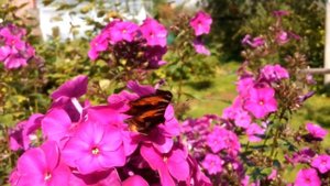 Бабочка шоколадница