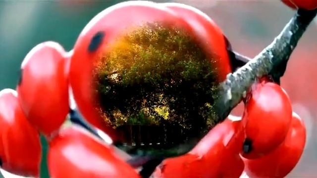 Ну, целуй меня, целуй… смотреть онлайн