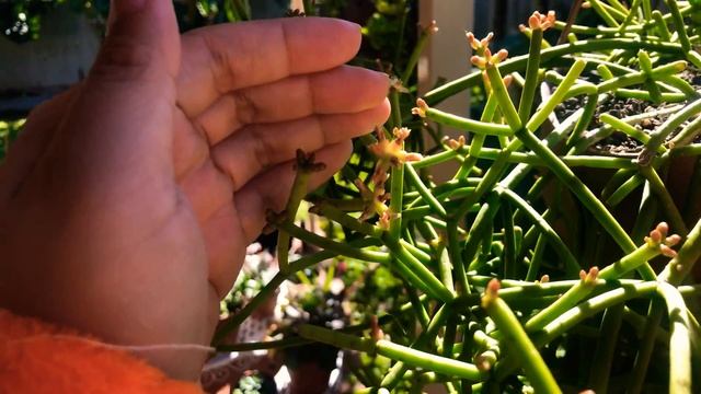 rhipsalis baccifera | flowering смотреть онлайн