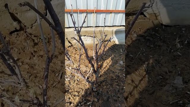 Обрезка и подкормка красной смородины ранней весной смотреть онлайн