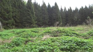 Шурф на месте лесничества! Покинутый мир!