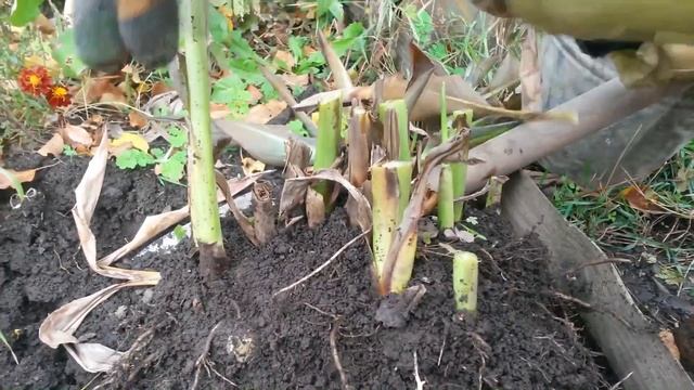 Подготовка канн к зимнему хранению. смотреть онлайн