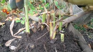 Подготовка канн к зимнему хранению.