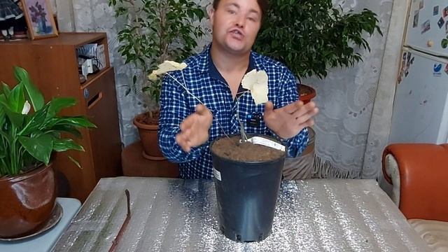 Как сохранить саженцы винограда с невызревшей лозой.