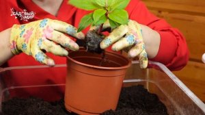 РОСКОШНЫЕ БАЛЬЗАМИНЫ ИЗ ЧЕРЕНКА. КАК ПОСАДИТЬ И ВЫРАСТИТЬ  БАЛЬЗАМИН НОВОГВИНЕЙСКИЙ