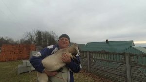 Покупка Англо- нубийского козлика.  Buying a goat