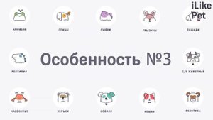 5 особенностей ухода за абиссинскими кошками