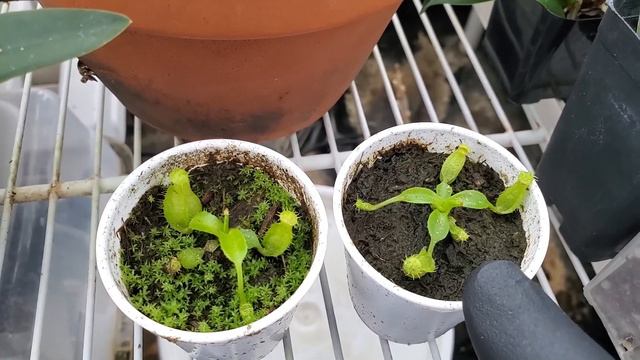 Spring spikes on the way • Orchid grow tent update • 1 April 2023 смотреть онлайн