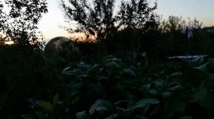 РЕЗУЛЬТАТ ЭКСПЕРИМЕНТА С ИСПОЛЬЗОВАНИЕМ УДОБРЕНИЯ ОРГАНИК МИКС. БАКЛАЖАНЫ В ОТКРЫТОМ ГРУНТЕ.