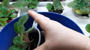 Как разделить и посадить деток фиалки? /Удобрение для фиалок и других цветов/