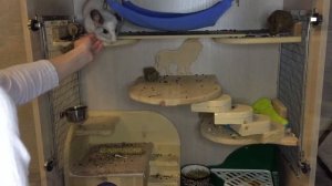 Как приучить шиншиллу к рукам