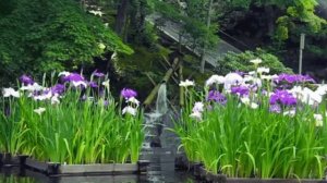 ☯️Relaxation, the sounds of the pond