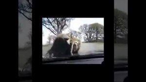 Ержан вставай оригинал Иржан просыпайся Ержан мем