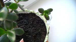 Почему сохнут листья у толстянки причины