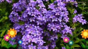 Колокольчик молочноцветковый Причардс Верайти. Краткий обзор campanula lactiflora Prichard's Variet