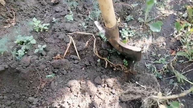 Дача ? 9 июля 2023 г. Копаем картошку ? выращенную рассадой! Еле дотащили! ? смотреть онлайн