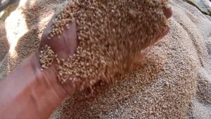 Как выглядит ПШЕНИЧНАЯ КРУПА. Зёрна пшеничной крупы