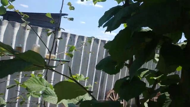 Фундук на пасіці уродив. Лісові горіхи дома смотреть онлайн