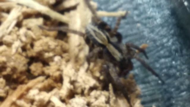 все мои пауки ! + новый паук ! смотреть онлайн