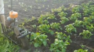 Окучник из "УРАЛА" в работе.