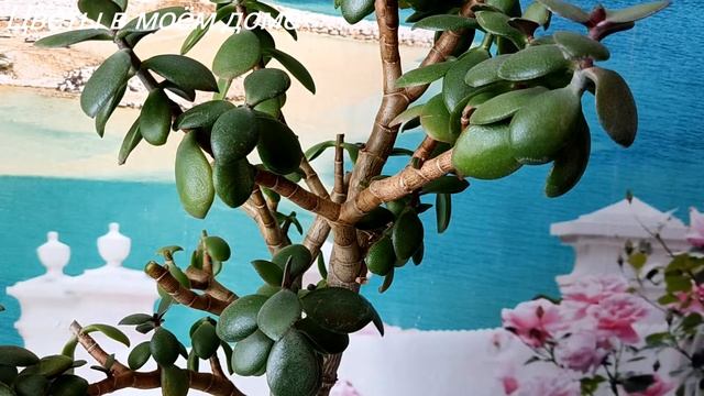 ?✂️?ТОЛСТЯНКА: КАРДИНАЛЬНАЯ ОБРЕЗКА.#денежноедерево #толстянка #комнатныерастения#цветывмоëмдоме