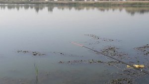 Активный карась на оз.Круглом, подробно как проехать до озера..