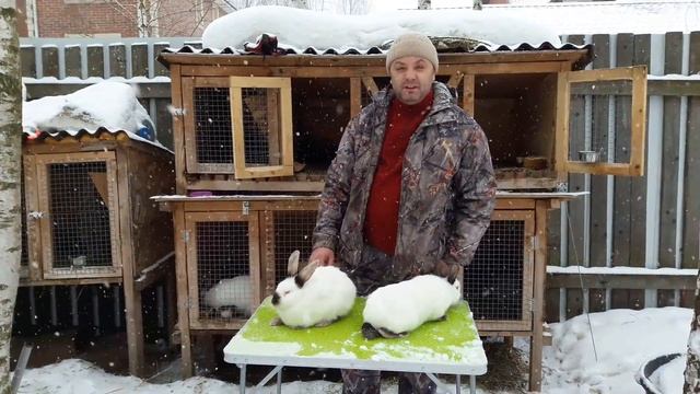 Как отличить породистого кролика от смесового