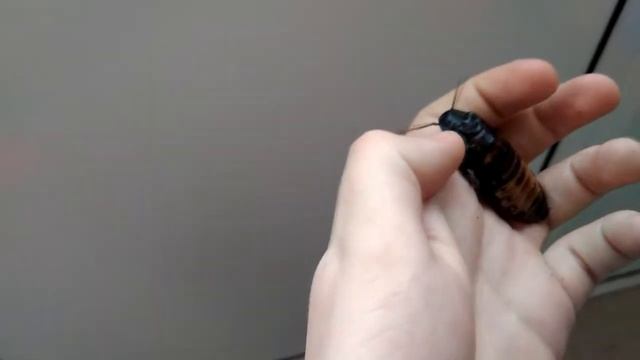 Как определить пол мадагаскарского таракана смотреть онлайн