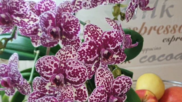 Fantastic Flowering orchid "Wild Cat" смотреть онлайн