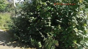 Обзор г. Бодайбо река  Витим 4 августа 2020 года.