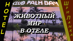 Шри-Ланка (Sri Lanka). Клуб Пальм Бэй (Club Palm Bay). Животный мир в отеле.