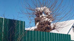 Пора обрезать ветки у дуба.