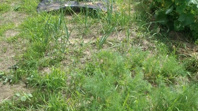 Лук на репу . Когда убирать с грядки. смотреть онлайн