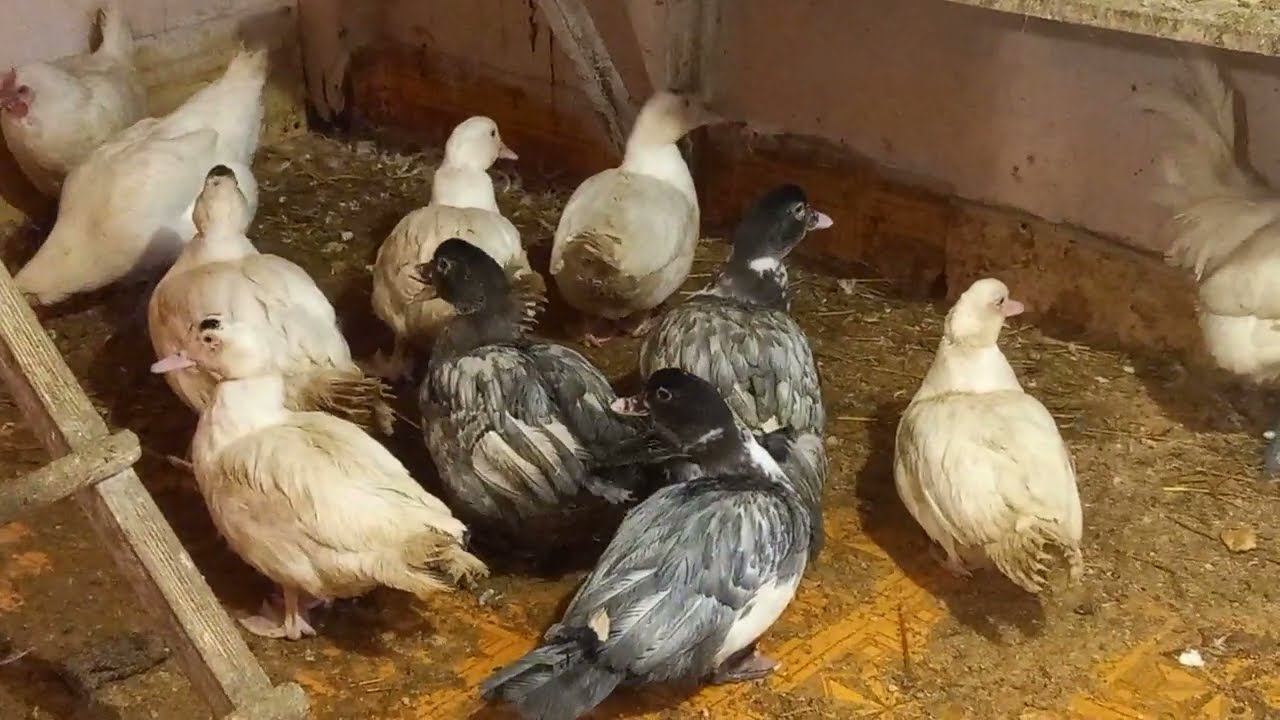 Продаю мускусных уток. 100км от Москвы г. Боровск смотреть онлайн