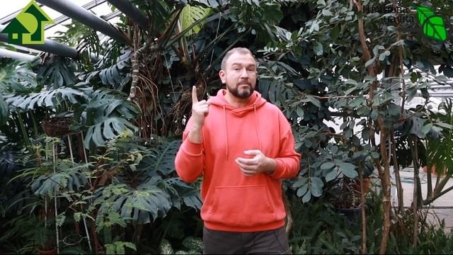 ЖИДКОЕ ЗОЛОТО для подкормки рассады и комнатных растений, для устранения запаха дачных туалетов.