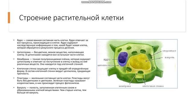 6 класс  Растительная клетка  Растительная клетка  Строение растительной клетки