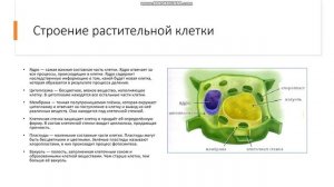 6 класс Растительная клетка Растительная клетка Строение растительной клетки