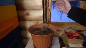 Как зимует теплолюбивая Павловния.