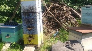 Прилетел огромный рой пчёл, 26.05.2023 года, 13:26 дня | Пчеловодство | Beekeeping