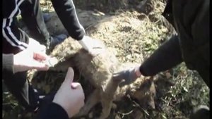 Чупакабра во Владимирской области