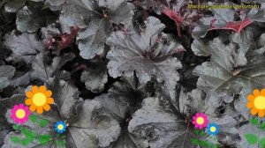 Гейхера гибридная Блек Перл. Краткий обзор, описание характеристик heuchera hybr. Black Pearl