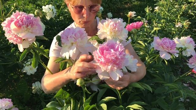 Raspberry Sundae peony. Распберри Сандей пион. Пулков сад смотреть онлайн