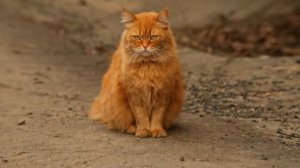 День Рождения мой не на праздник похож, 3 ноября.