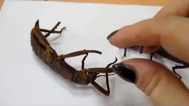 Видеоурок палочники
