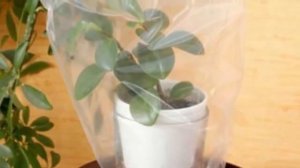 Растения ПЕРЕЕЗЖАЮТ. Как перевозить комнатные растения зимой.