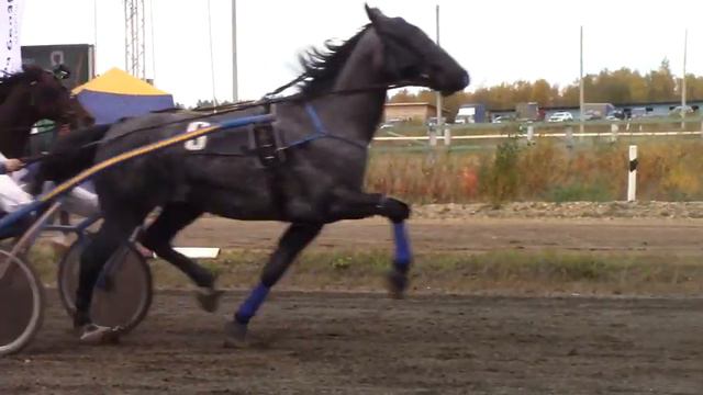 Свердловская область "Висим" 2 часть/ Скачки 2021 смотреть онлайн