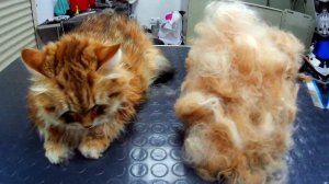 Экспресс линька.