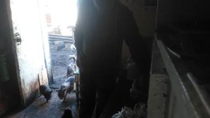 Безплатный корм для свиней!!!