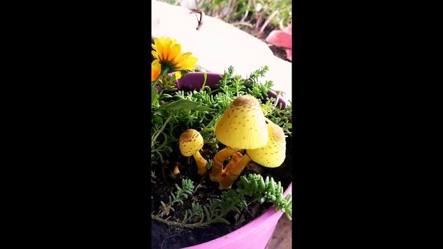 Cogumelos Amarelos. Leucocoprinus birnbaumii. Time Lapse. смотреть онлайн
