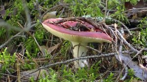 По грибы фильм 12(1)
